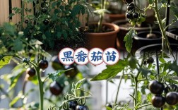 黑番茄种植技术哪里学？
