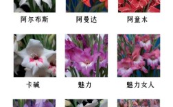 兰花品种价格图片大全，哪种最贵？