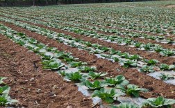 早春白菜露地种植咋管理？