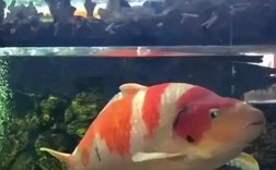 家庭锦鲤养殖技术视频，新手如何快速上手？