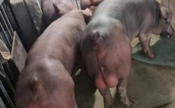 杜洛克猪有哪些核心品种特征？