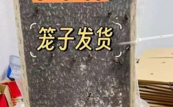 中蜂多王养殖技术视频如何操作？