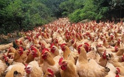 生态散养土鸡养殖技术有哪些关键要点？