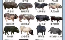 猪的品种有哪些？附图片看这里！