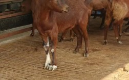 山羊品种选哪个，养殖赚钱更快？