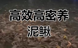 泥鳅全套养殖技术有哪些关键点？