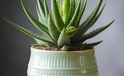 芦荟品种图片有哪些？