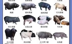我国本土猪品种有哪些？