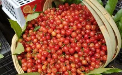 近几年什么樱桃品种最好吃？