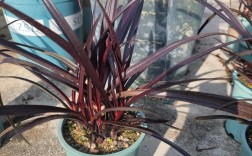 文殊兰的品种有哪些