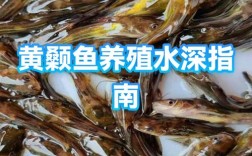 黄颡鱼养殖新技术有哪些要点？