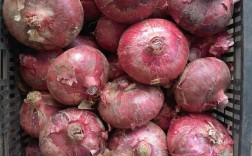 2025全国洋葱价格会涨还是跌？