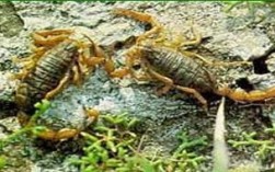 安徽亳州野生全蝎价格多少钱一斤？