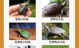 石龟2025最新价格是多少？