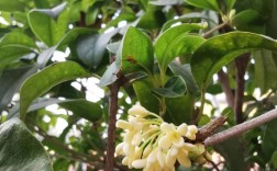 什么品种桂花冬天开花