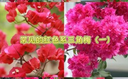 大红色三角梅有哪些具体品种？