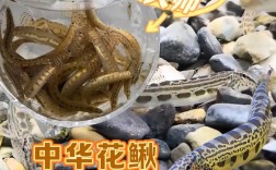 泥鳅水花养殖技术视频要点有哪些？