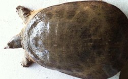 品种山瑞龟好养吗？