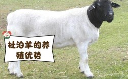 当前养啥羊品种效益最高？