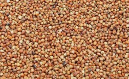 粮食带红的是什么品种？