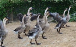 黑鹅品种有哪些？附图片详解。