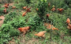 山上放养鸡技术视频，如何掌握关键要点？