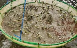 南美白对虾新型养殖技术