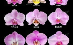 蝴蝶兰花品种颜色有哪些？