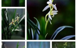 什么兰花最好养又好看？