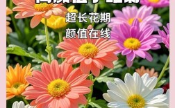 小雏菊品种多样，有哪些常见品种？