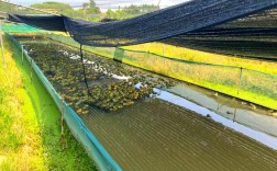 农村牛蛙养殖技术视频怎么学？