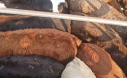 湖南本地肉牛品种有哪些？