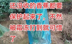 台湾香蕉种植技术视频有哪些要点？