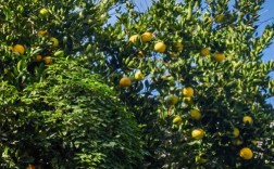 橙子树有没刺的品种？