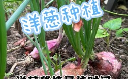 洋葱育苗技术要点有哪些？
