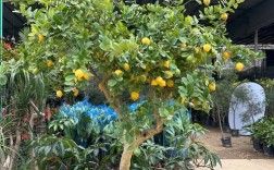柠檬树品种有哪些？