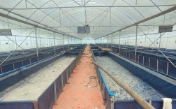 温室大棚黄鳝养殖技术