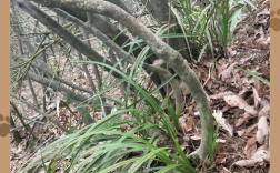 野生蕙兰品种有哪些？