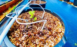 蓝莓种植视频，新手能学会吗？