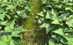 农村种红薯价格行情怎么样？