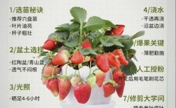 大鹏草莓种植技术大全