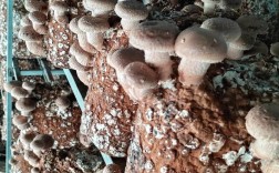 种植香菇的技术视频播放