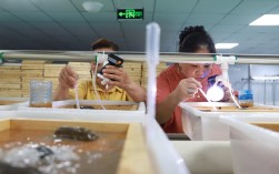 人工孵化泥鳅技术视频要点有哪些？