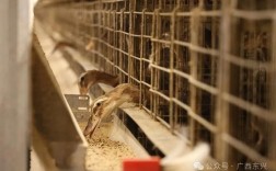 笼养蛋鸭技术视频怎么学？