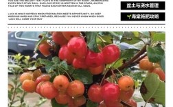 海棠水果盆栽如何修剪？