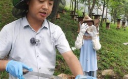 神农架养中蜂技术视频怎么学？