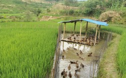 稻田围栏养鸭技术视频，如何实现生态高效？