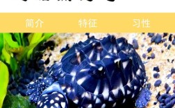 2025年斑点池龟苗价格会涨还是跌？