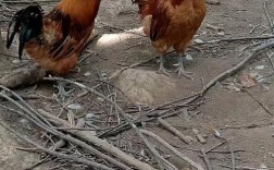 请问哪一种草鸡品种好