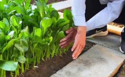 菜心种植技术视频，如何快速掌握关键技巧？